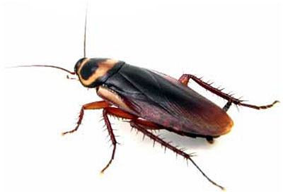 cockroach copy