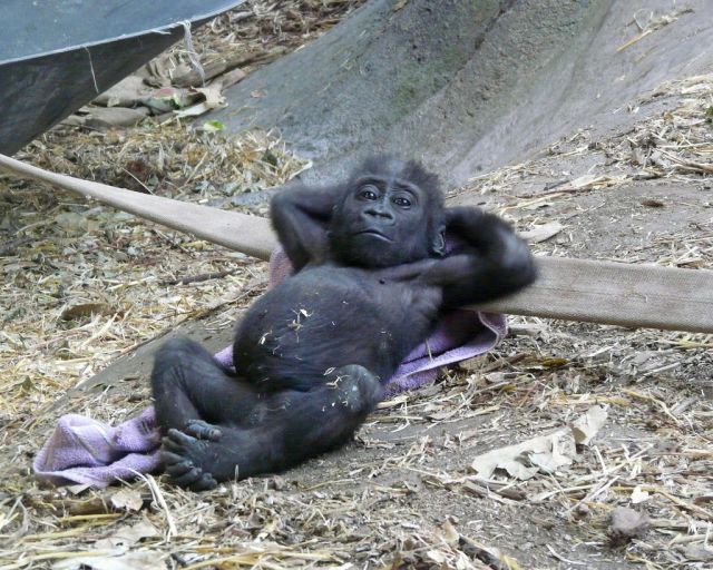 chilling-baby-gorilla-is-chilling-big