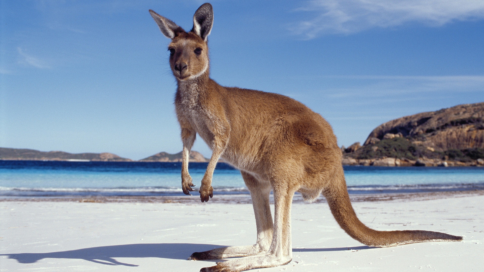 kangaroo