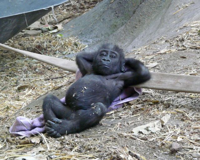 chilling-baby-gorilla-is-chilling-big